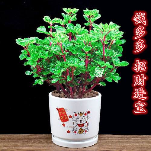 钱多多盆栽办公室内外花卉招财植物阳台四季常青净化空气桌面绿植