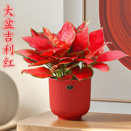 吉利红盆栽如意皇后室内好养绿植