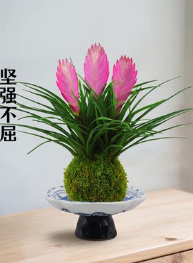 铁兰花苔藓球办公室内花水培植物