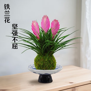 铁兰花苔藓球办公室内花卉水培植物客厅四季 好养开花带花桌面绿植
