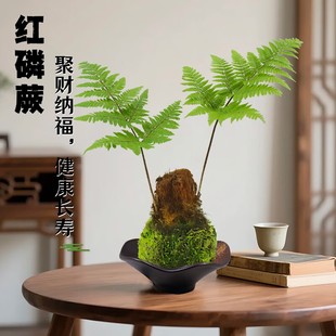 红磷蕨盆栽水培蕨类苔藓球植物办公室内好养盆景新中式茶桌面绿植