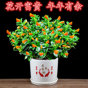 金鱼花吊兰盆栽带花苞办公室内花卉客厅植物阳台四季开花好养绿植