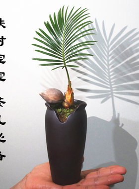 铁树室内外盆栽冲量促销好养耐寒
