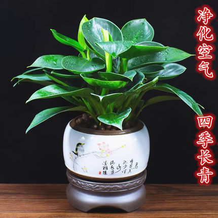 绿公主盆栽招财植物办公室内外客厅四季常青耐阴净化空气桌面绿植