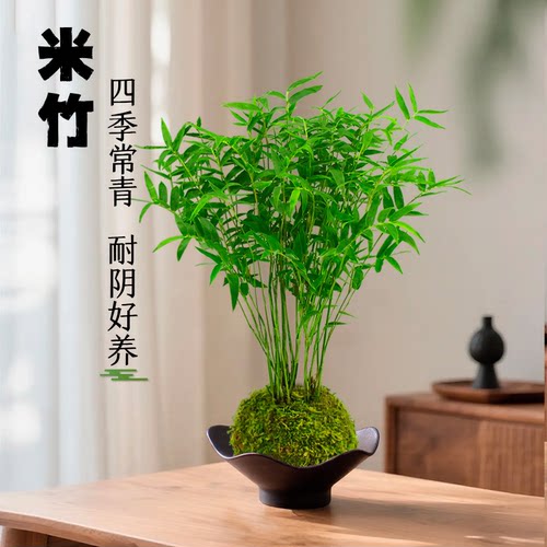 米竹盆栽水培竹子苔藓球桌面绿植