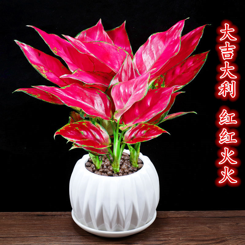 吉利红盆栽万年红净化空气绿植
