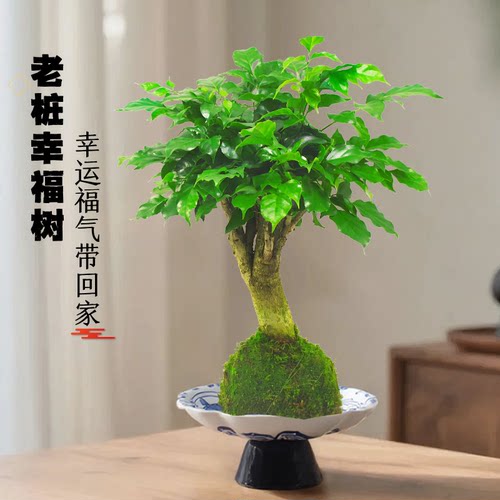 幸福树盆栽办公室内客厅水培植物