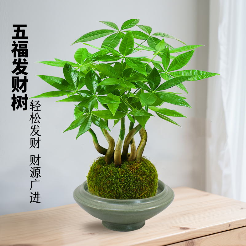 好养桌面绿植造型盆栽客厅苔藓球