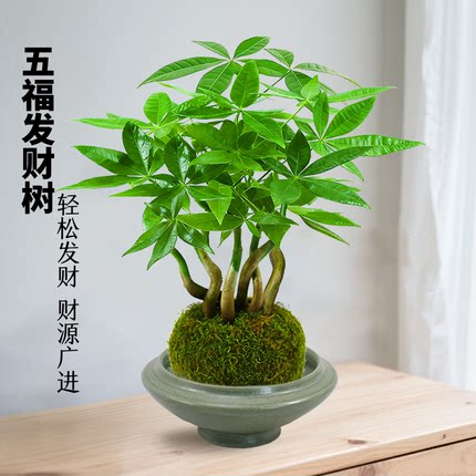 发财树苔藓球造型盆栽水培植物办公室内四季常青客厅好养桌面绿植
