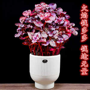 钱多多盆栽福禄桐办公室内花卉客厅好养招财植物四季常青桌面绿植