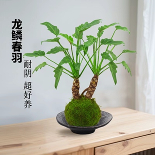 龙鳞小天使盆栽苔藓球老桩办公室内耐阴水培植物客厅好养桌面绿植
