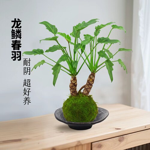 龙鳞小天使盆栽水培苔藓球绿植物