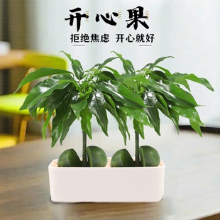 开心果盆栽发财树办公室内花客厅招财四季常青带果植物桌面绿植