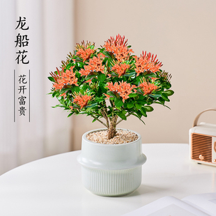 龙船花盆栽室内外阳台好养观花植物庭院耐寒花卉四季开花桌面绿植