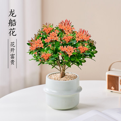 好养植物龙船花盆栽促销四季开花