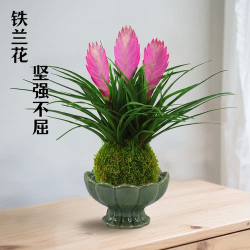 铁兰花盆栽苔藓球办公水培室内花