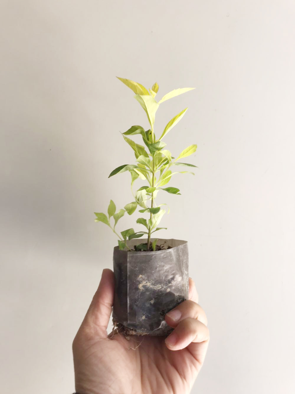 树苗工程绿化金叶女贞公路美观