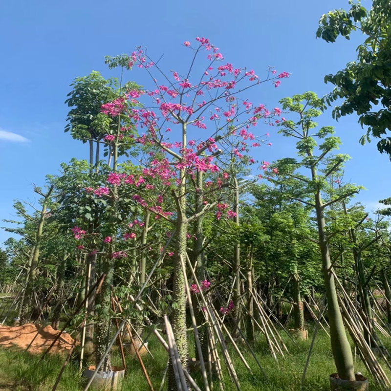 美丽异木棉木棉树树苗大腹