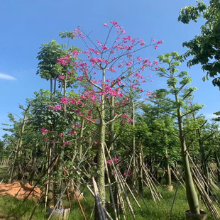 各个规格美丽异木棉树苗美人树大腹木棉苗木棉花酒瓶状行道风景树