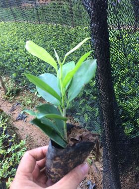 榕树苗小叶榕树苗细叶榕黄金榕苗绿化带黄心神