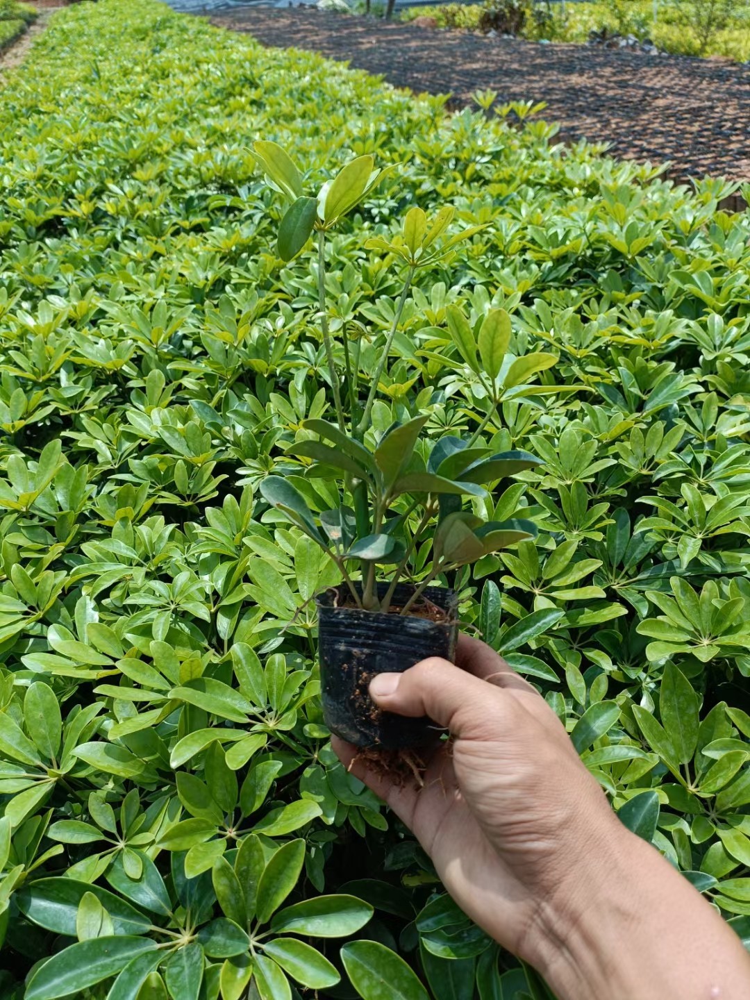 绿化苗木鸭掌木七叶莲招财树树苗
