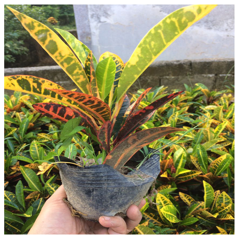 变叶木七彩盆栽彩色竹芋 洒金榕 七彩树变色木趣味客厅耐寒绿植