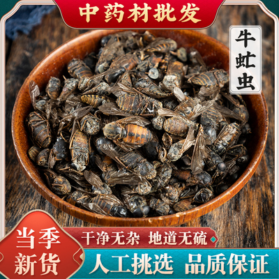 牛虻中药材50克 牛虻药 精选大个牛虻虫 绝不掺假 牛虻药材正品