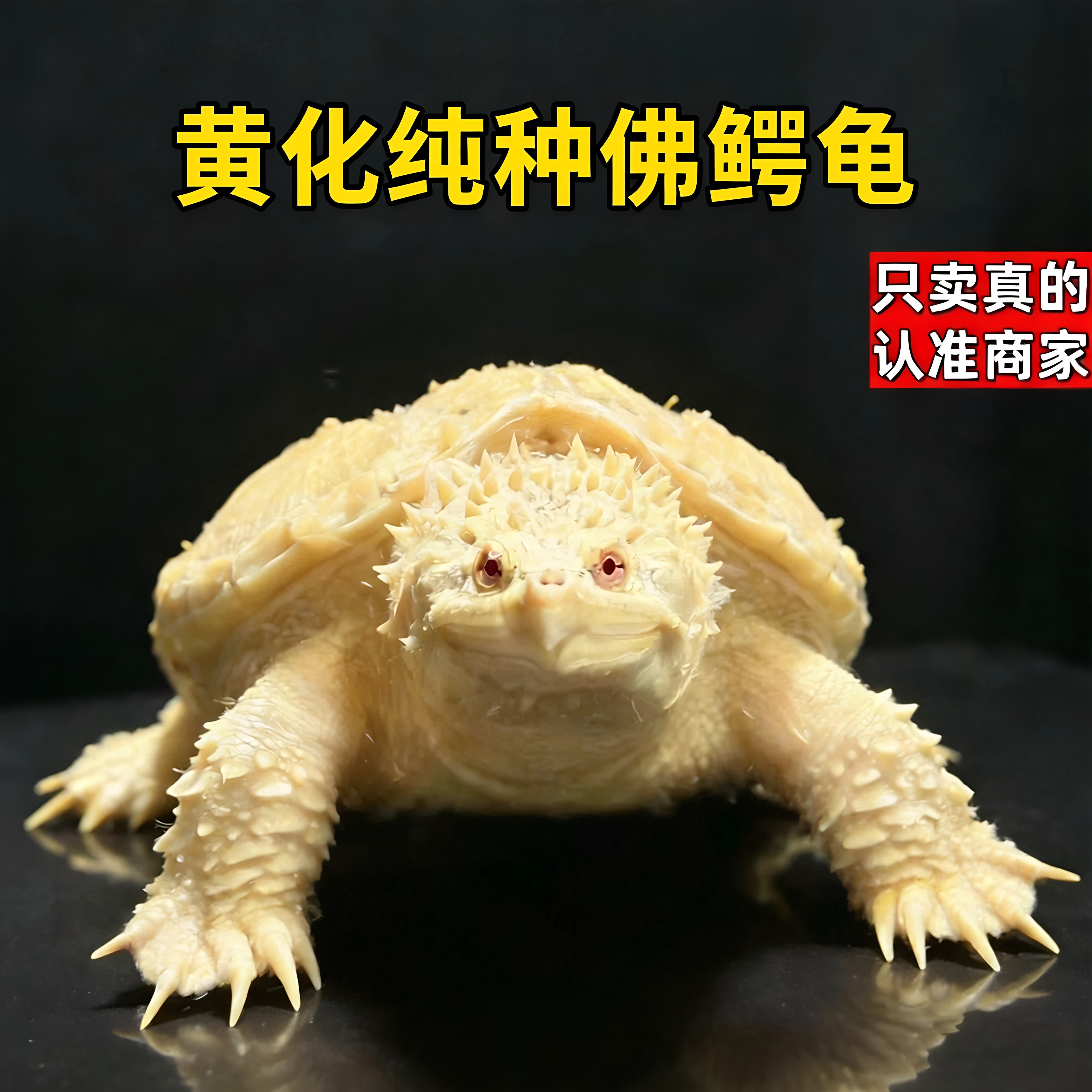 正宗野后原种纯佛鳄龟爆刺鳄鱼龟纯佛鳄龟幼苗活物北美小乌龟活体