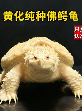 正宗野后原种纯佛鳄龟爆刺鳄鱼龟纯佛鳄龟幼苗活物北美小乌龟活体