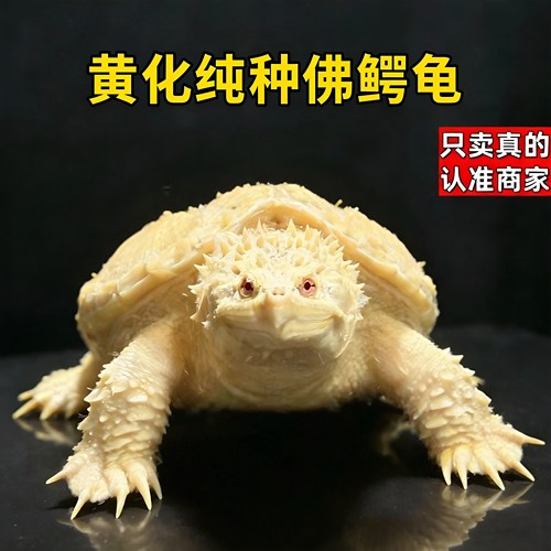 正宗野后原种纯佛鳄龟爆刺鳄鱼龟纯佛鳄龟幼苗活物北美小乌龟活体