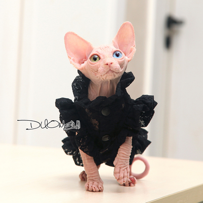 德文黑色蕾丝女王弹力飞边无毛猫