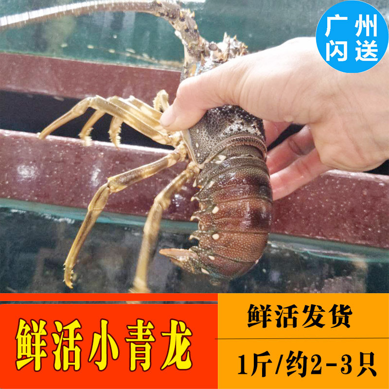 鲜活发货)小青龙虾生大青龙虾活虾新鲜青龙仔活大海鲜龙虾1斤2只