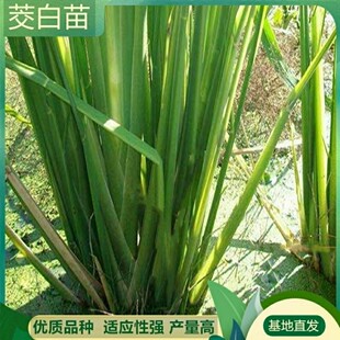 水生蔬菜苗茭白种苗双季茭白苗早熟高瓜苗高笋苗三季茭白苗老根苗