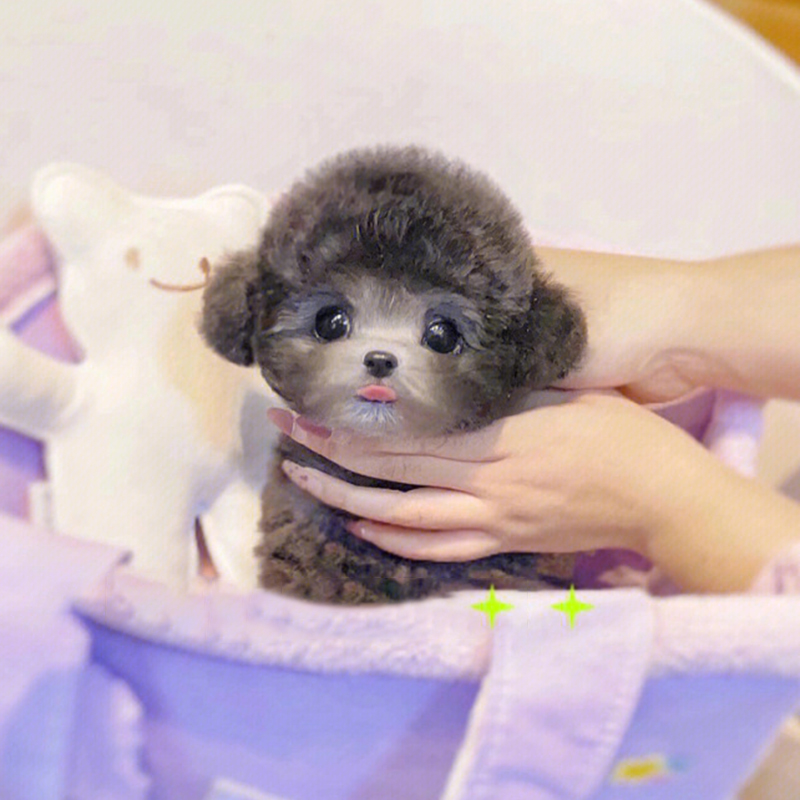 纯种灰泰迪幼犬飞耳泰迪犬长不大的狗泰迪贵宾犬小型犬宠物狗活体
