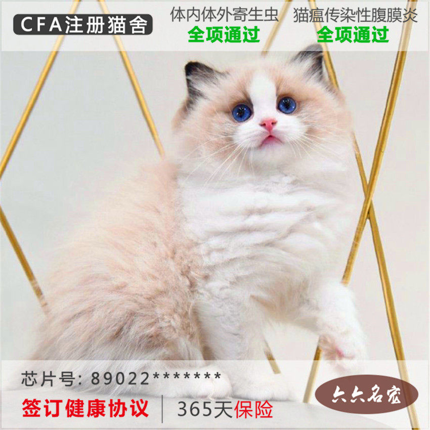 布偶猫活体宠物猫活物幼猫蓝眼睛波斯长毛猫海豹双色上海猫舍上门在类目 宠物/宠物食品及用品, 猫咪中 - 来自Buy2taobao.com提供专业的淘宝代购服务