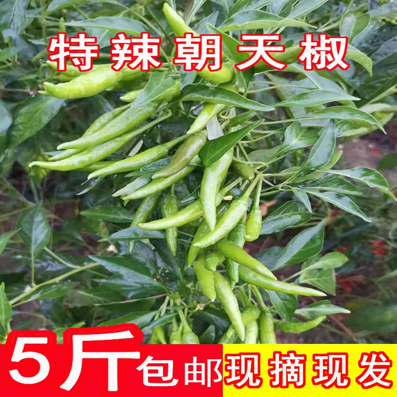 自家种植小米椒青色又香又辣现摘现发 辣椒酱 朝天椒新鲜特辣包邮