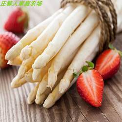 新鲜白芦笋脆嫩可口适合各种美食烹饪时令蔬菜现发直达农家供货