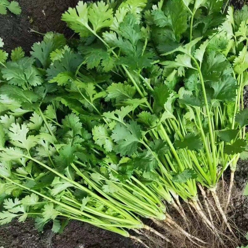 香菜种子芫荽籽四季种植蔬菜种孑