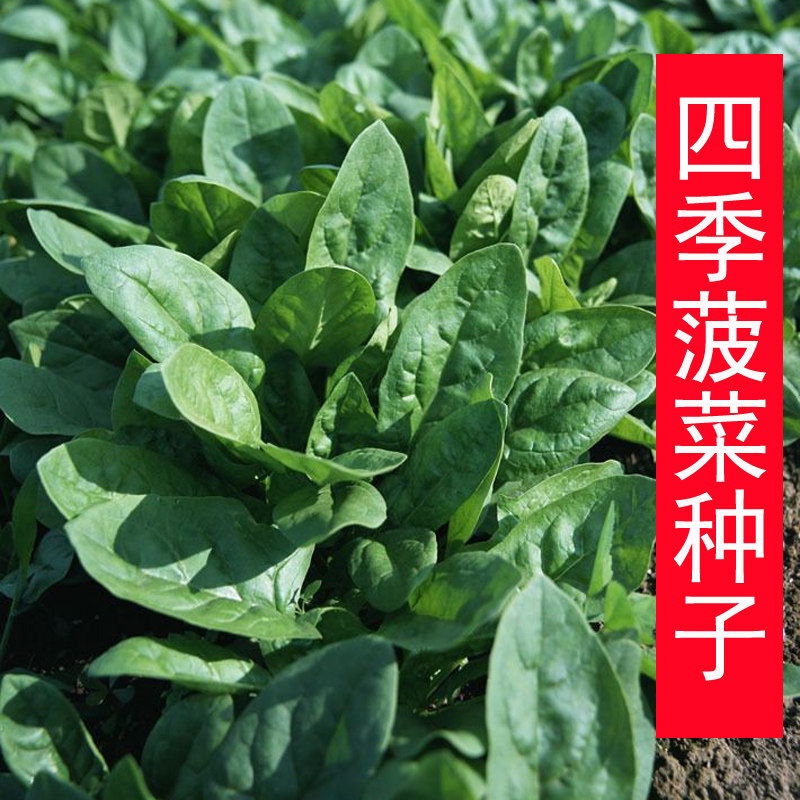 大叶菠菜种子四季小叶土菠菜籽种阳台盆栽农家波菜孑易种蔬菜种子