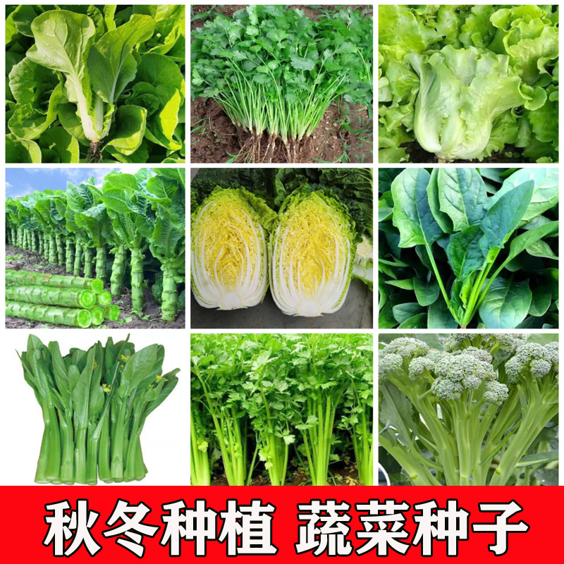 秋冬播种蔬菜种子大叶菠菜种籽白菜黄芯菜正品农家盆栽青菜快菜种