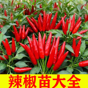 香辣朝天椒苗小米辣虎皮青椒秧苗薄皮椒四季盆栽螺丝椒辣子蔬菜苗