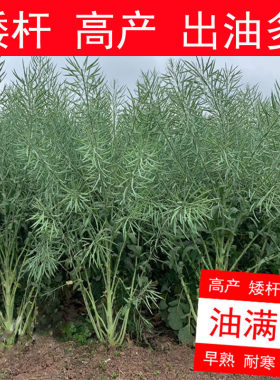 杂交矮杆高产抗倒伏正品油菜籽种