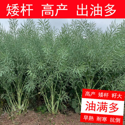 杂交高产油菜种子油率高矮杆耐寒抗倒早熟正品油菜籽种油菜花种子