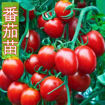 千禧番茄苗红圣女果四季盆栽水果