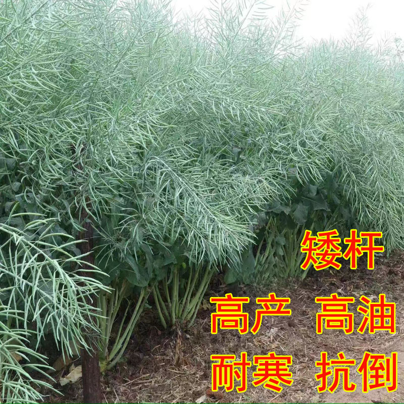 高产油菜籽种子抗倒耐寒实心矮杆杂交油菜种子正品油菜子榨油菜籽