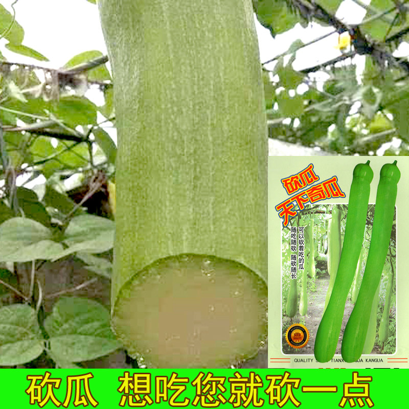 特色砍瓜种子庭院地栽南瓜种子爬藤瓜随吃随砍春夏季农家蔬菜种子