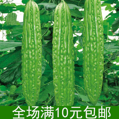长绿苦瓜种子高产苦瓜籽夏季庭院阳台盆栽油绿苦瓜易种蔬菜种子孑