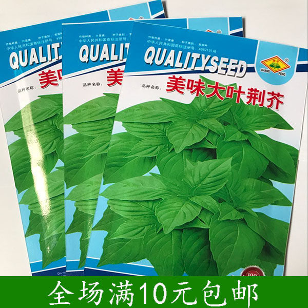 大叶荆芥种子阳台盆栽香草蔬菜种子荆芥籽种罗勒农家菜园四季播种