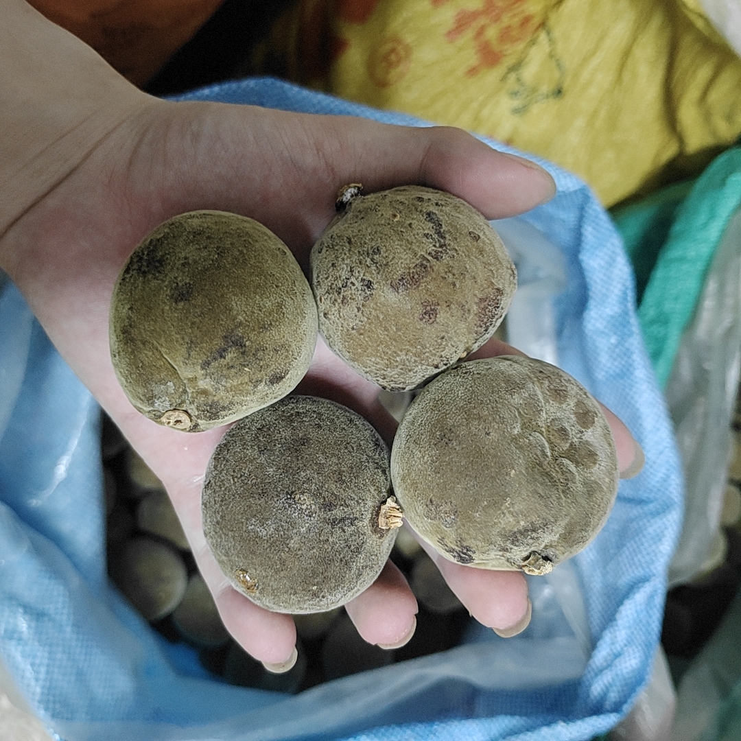 正宗化州橘红原果陈年正毛化橘红干果橘红胎果金毛橘红整果桔红