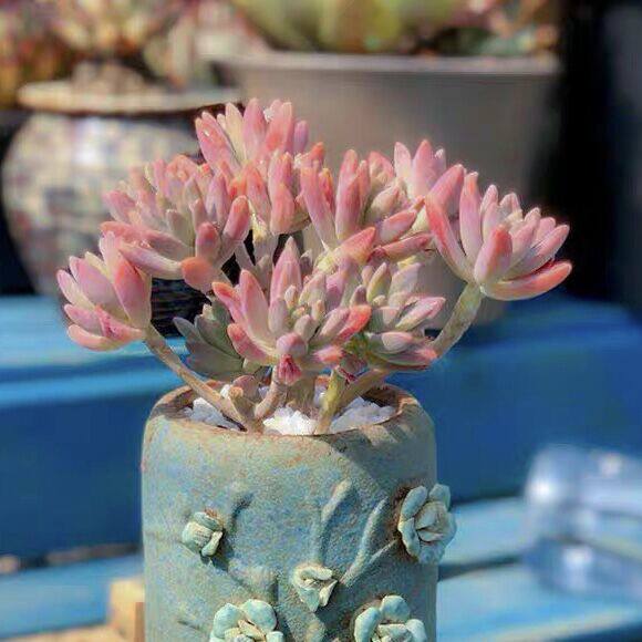 多肉秋丽价格 多肉秋丽图片 星期三